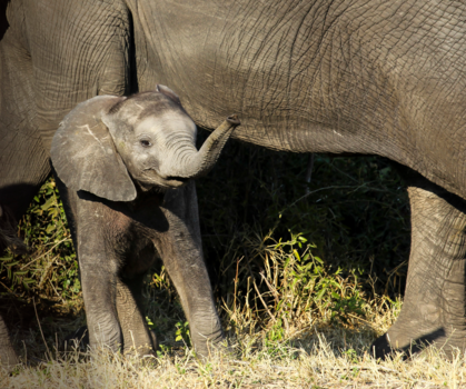 Chobe National Park - Later als ik groot ben...