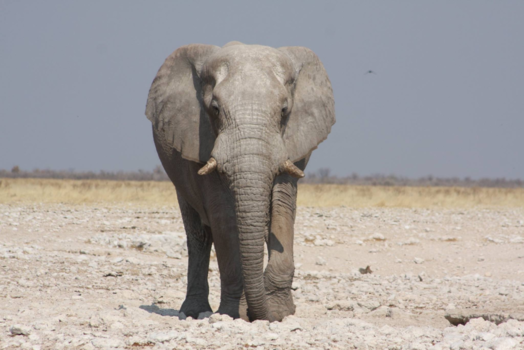 Namibië - Etosha