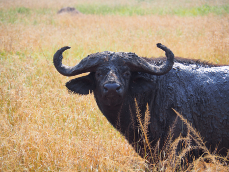 Queen Elizabeth National Park - Are you looking at me?