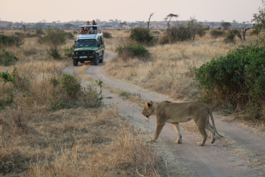Tanzania - the queen of the safari