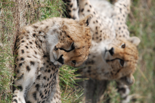 Masai Mara - Cheetah!