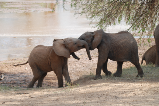 Masai Mara - So sweet!