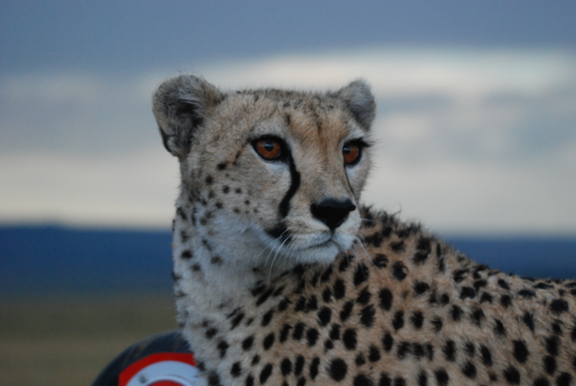 Masai Mara - Dichterbij kan bijna niet! (hij stond op de truck voor ons ;)