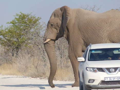 Etosha National Park - Verschil moet er zijn .