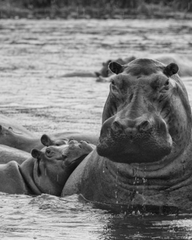 Bwindi Impenetrable National Park - Hippo zone
