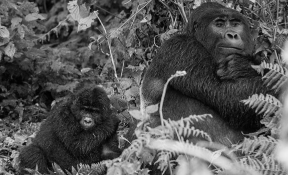 Bwindi Impenetrable National Park - Gorilla