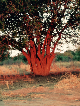 South Luangwa National Park - Lekker in de avondzon!