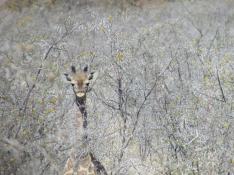Etosha National Park - Kiekeboe