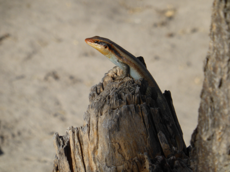 Botswana - "wat een uitzicht"