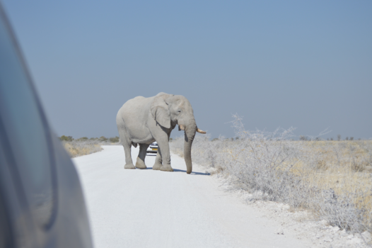 Namibië - Etosha