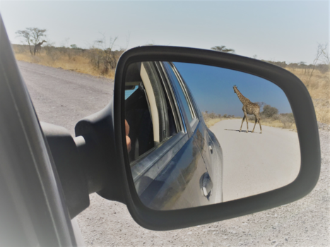 Namibië - Giraf in Ethosha