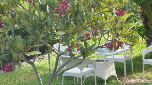 Kenia - tuin Creekside hotel (City Blue)