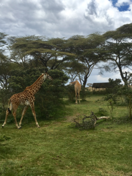 Kenia - Nakuru
