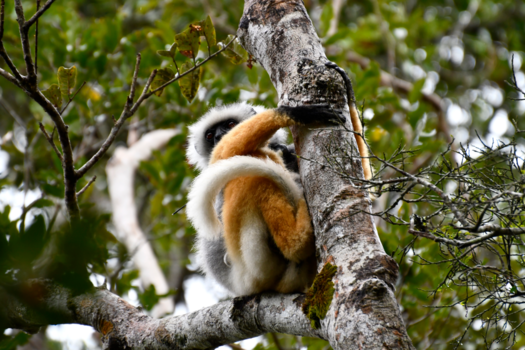 Madagaskar - golden diadeem sifaka