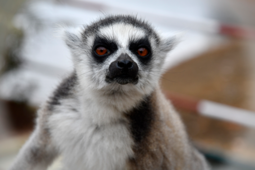 Madagaskar - king Julien