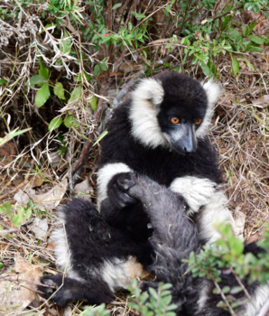Madagaskar - Vari