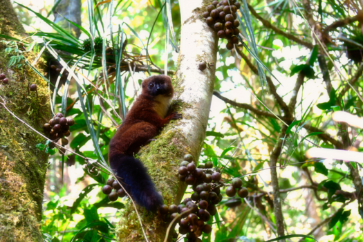 Madagaskar - red bellied lemur