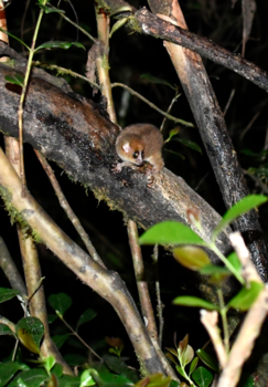 Madagaskar - mouse lemur