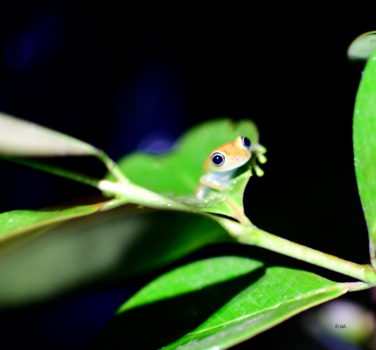 Madagaskar - yellow finger frog