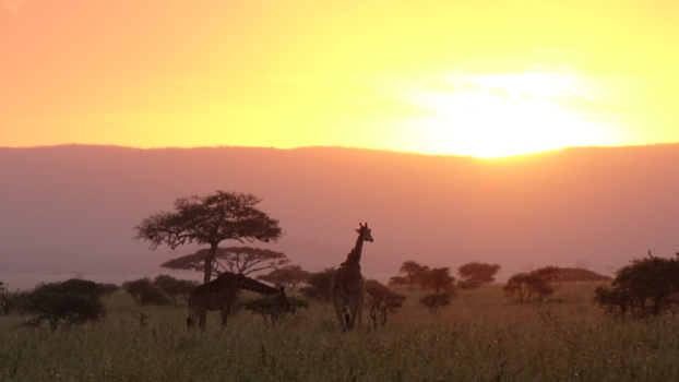 Serengeti National Park - zonsondergang Serengeti