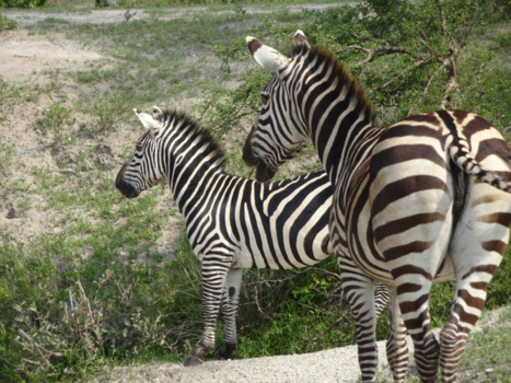 Tanzania - Black and white or white and black?