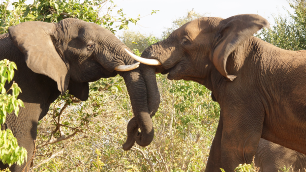 Chobe National Park - Het land van de vele olifanten