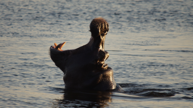 Chobe National Park - Nijlpaard