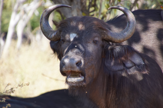 Chobe National Park - Buffel van dichtbij