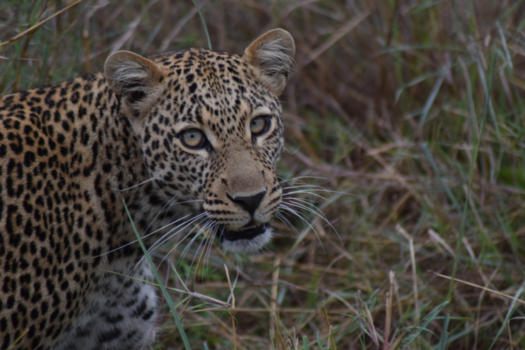 Kenia - Leopard