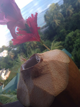 Seychellen - Coconut