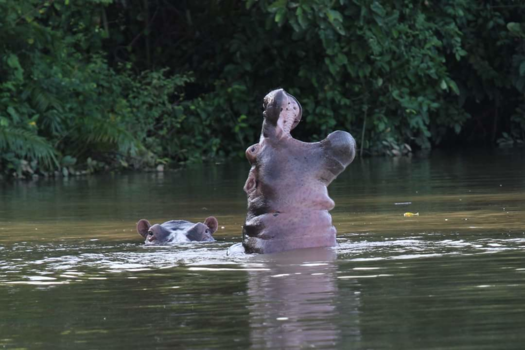 Gambia - Geweldige boottocht met fantastische ontmoeting