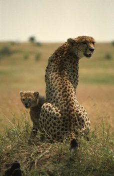 Kenia - "Wilde" Liefde