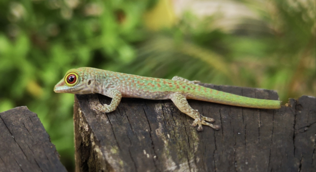 Seychellen - Little buddy