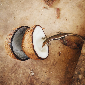 Seychellen - Foodlover