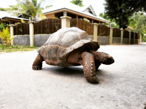 Seychellen - Giant Tortoise
