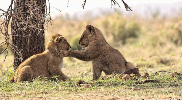 Tanzania - Schouderklopje