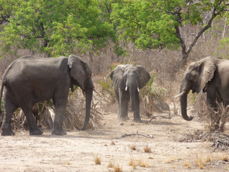 Liwonde National Park - de uitdaging