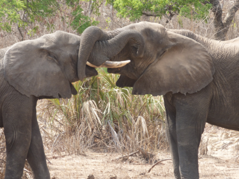 Liwonde National Park - slurven test wir de sterkste is