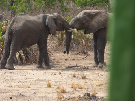 Liwonde National Park - vrede weer