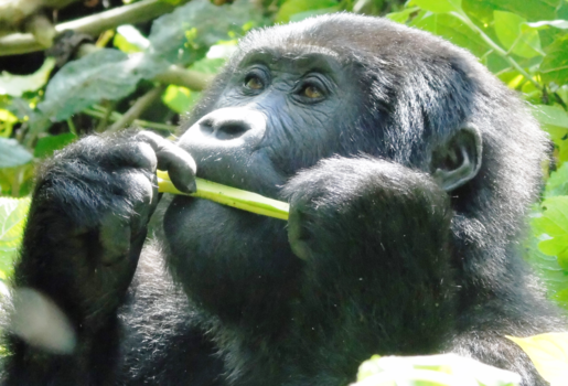 Oeganda - Gorilla in Oeganda