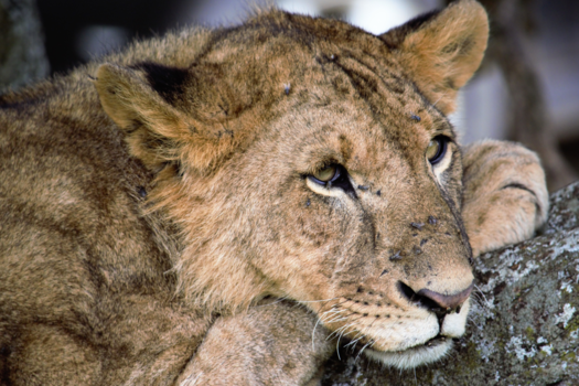 Kenia - Young male lion in a tree - Lake Nakuru, Kenia