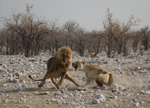 Etosha National Park - Laat me met rust!