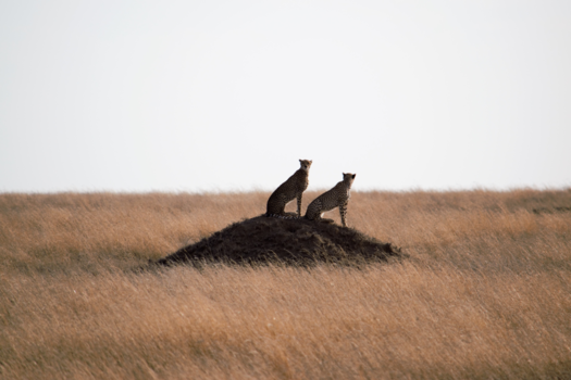 Serengeti National Park - Two cheetah brothers on the watch - Serengeti, Tanzania