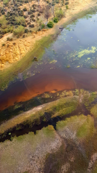 Okavango Delta - De eenzame olifant