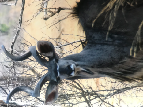 Zimbabwe - Wildlife