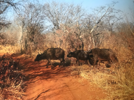 Zimbabwe - Buffels