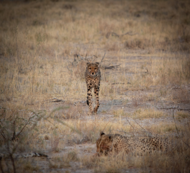 Namibië - Namibia, the land of nothing... and everything
