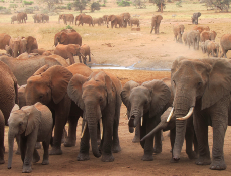 Kenia - Olifanten, olifanten, olifanten....