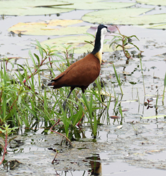 Botswana - Lijkt alsof hij loopt over het water