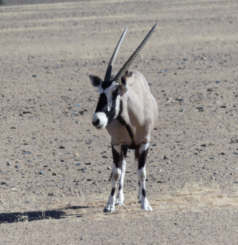 Namib-Naukluft National Park - ondanks de kale vlaktes leven er beesten